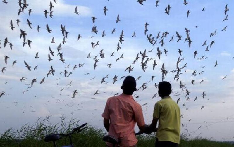 children watching birds