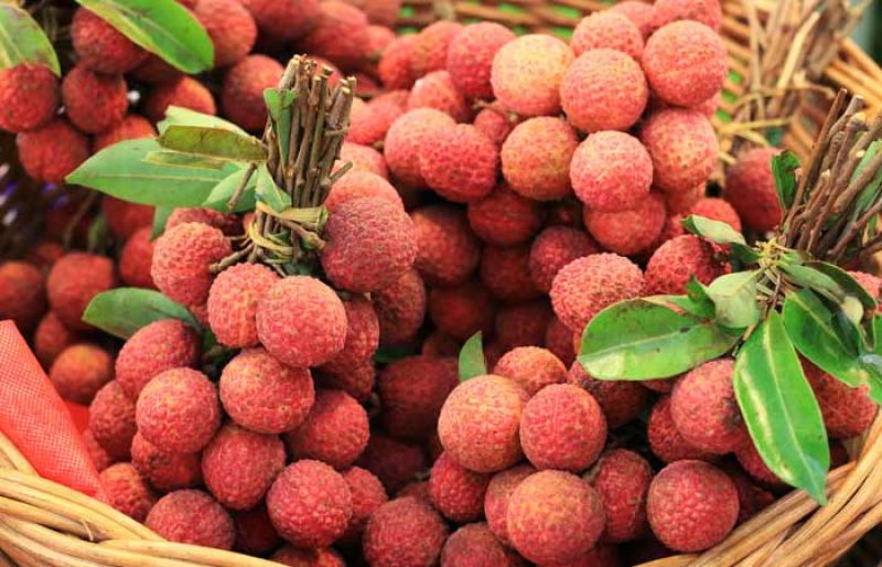 Lychee