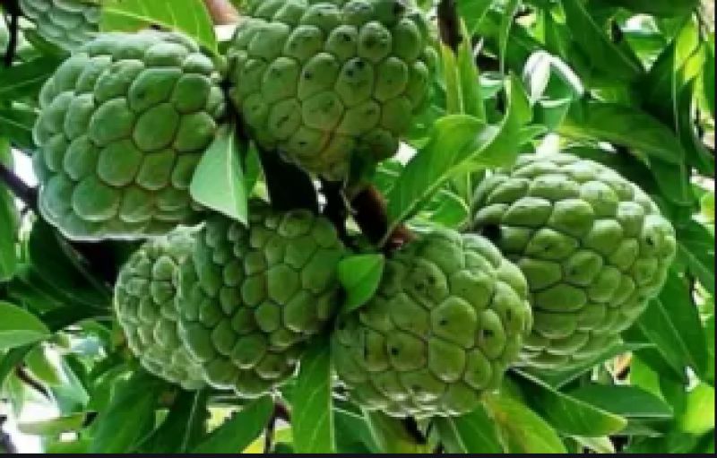 Custard apple  Custard apple