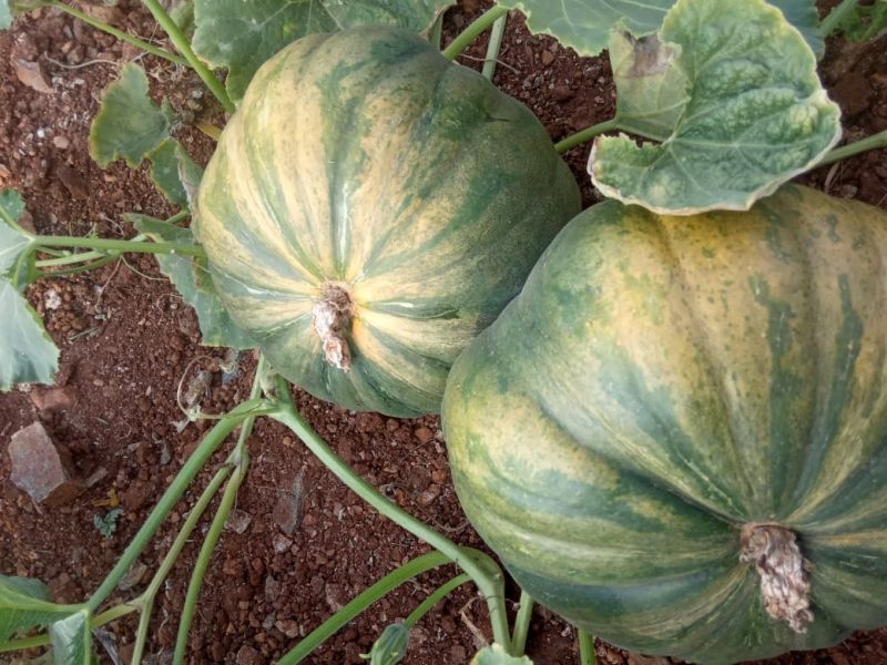 Halwa Pumpkin Crop