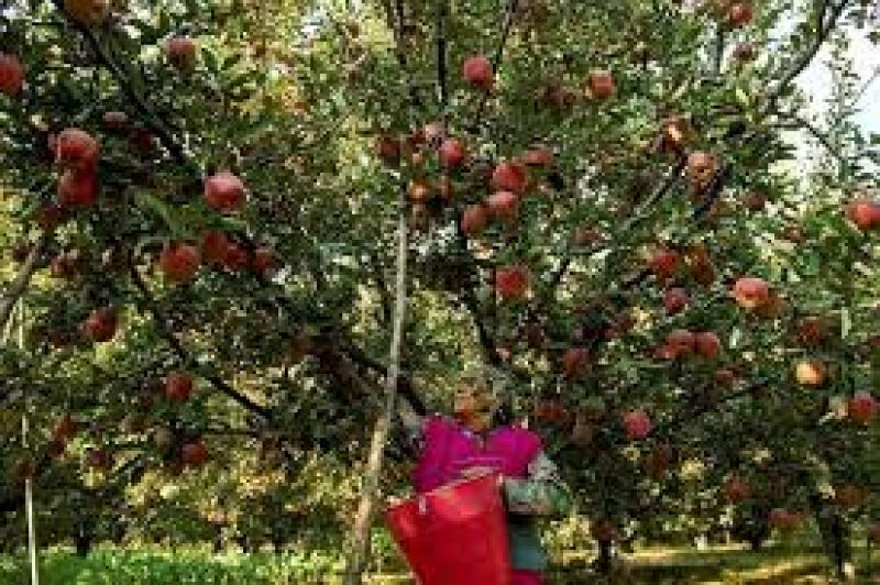 Modi’s Mission ‘Apple’ For Kashmir