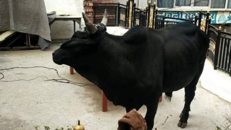 When a bull suddenly jumped on the roof of the house