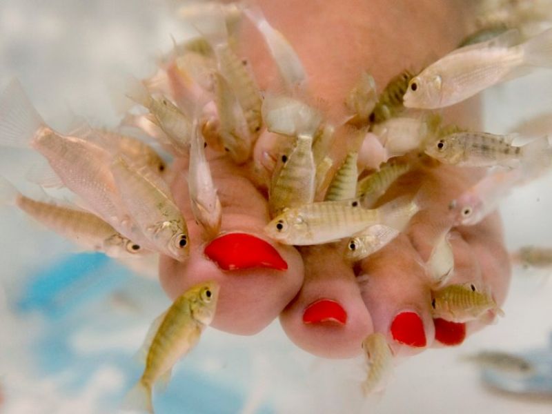 Fish Pedicure Fish Pedicure