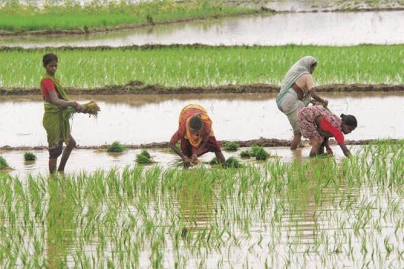 punjab paddy season start from today punjab paddy season start from today