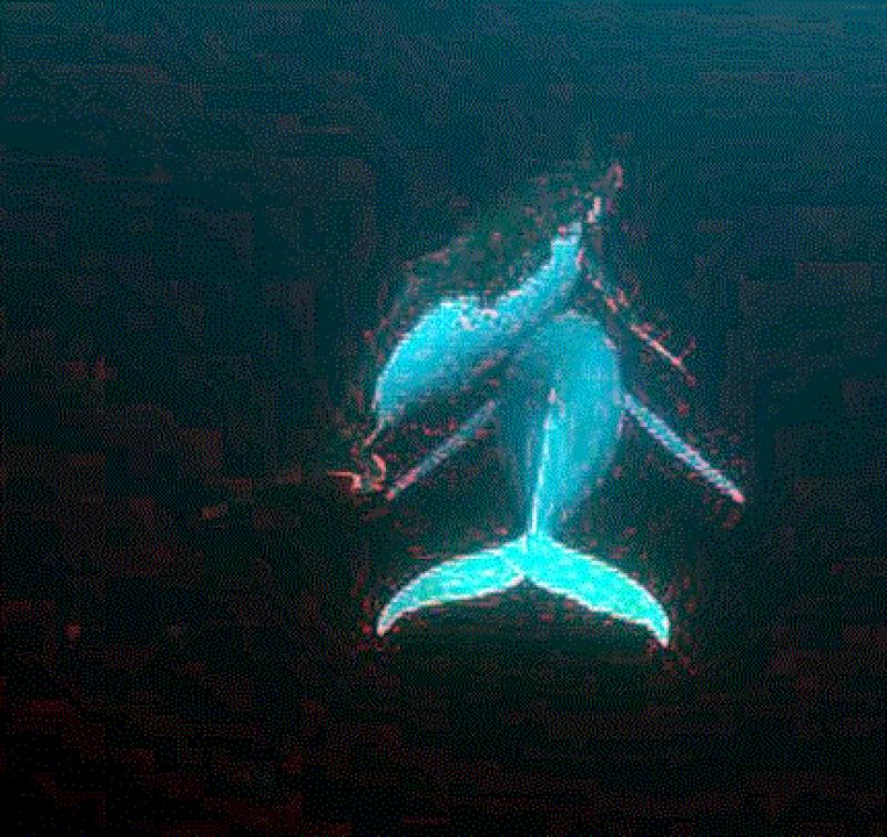 white humpback whale 