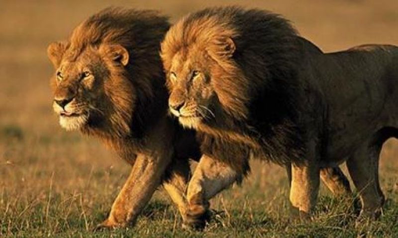 Lions 