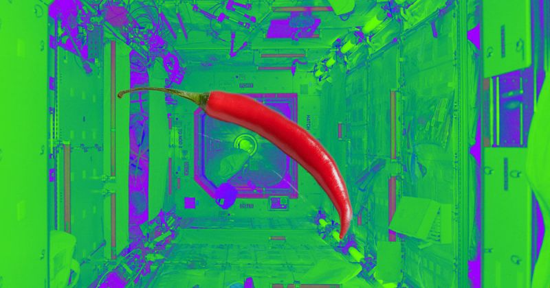 NASA PLANNING TO GROW CHILI PEPPERS ON SPACE STATION