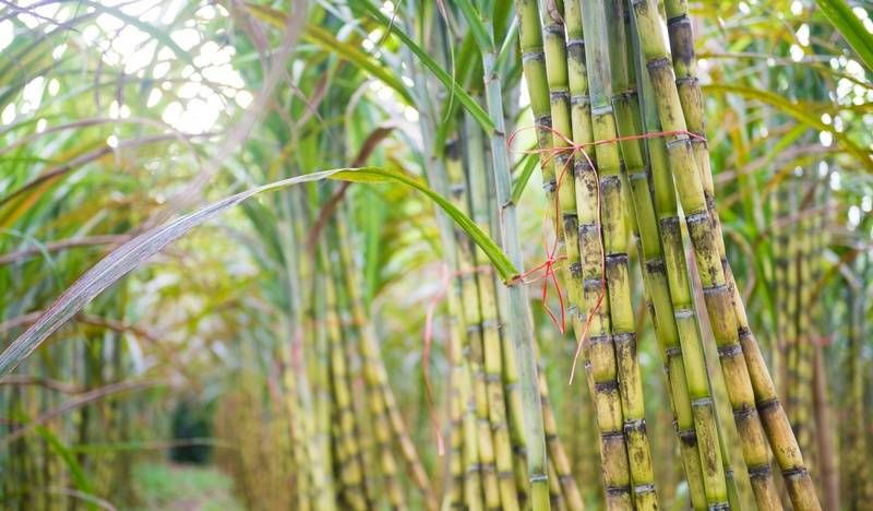 Sugarcane