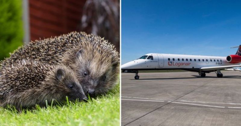 Pilot stops plane to let baby hedgehog cross the runway  Pilot stops plane to let baby hedgehog cross the runway