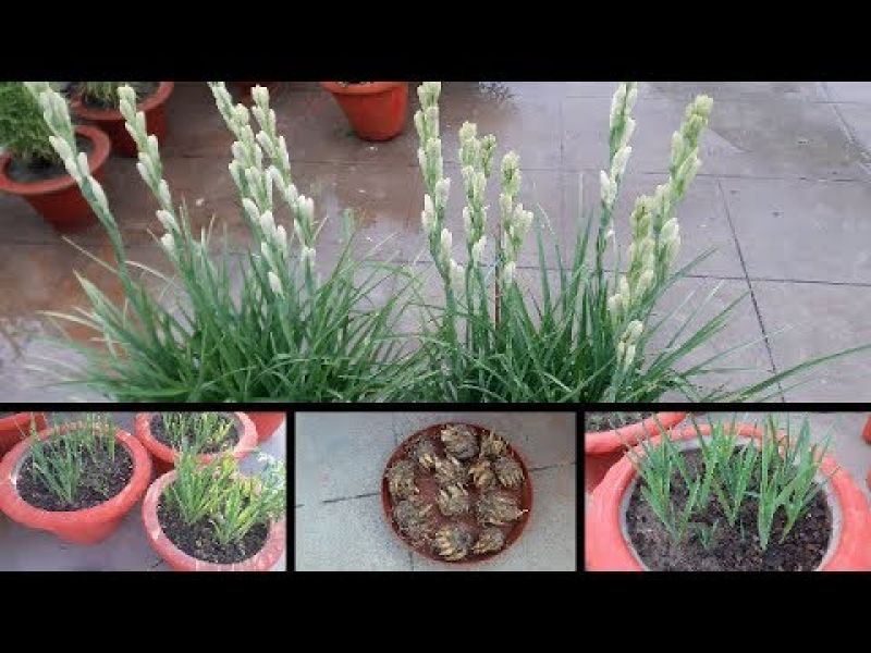  Rajnigandha Cultivation 