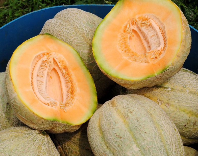Muskmelon 