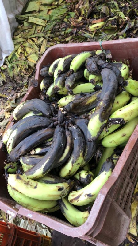 40 quintals uneatable fruits and vegetables found in Amritsar