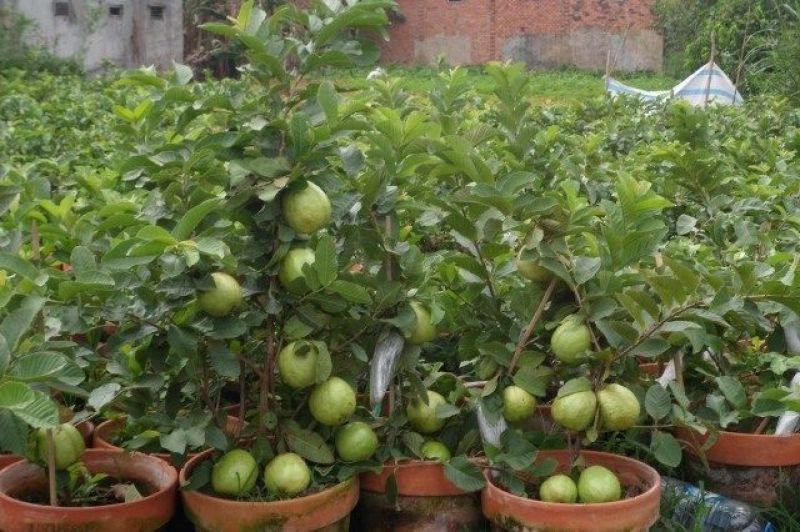 Safeda Guava Cultivation 