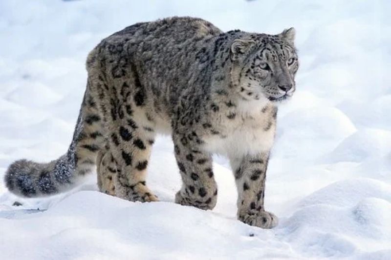 Snow Leopards 