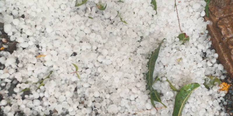  One day's rains and hailstorms in Punjab ruined paddy and wheat crops