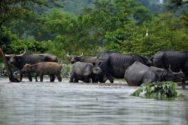 Kaziranga National Park