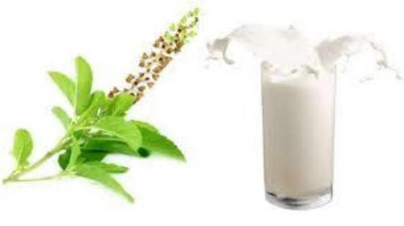tulsi milk