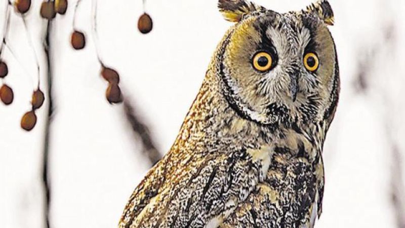owl