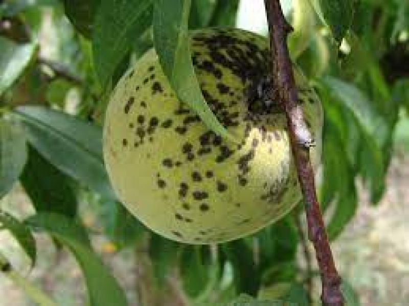 Prevention of diseases of fruit and deciduous plants