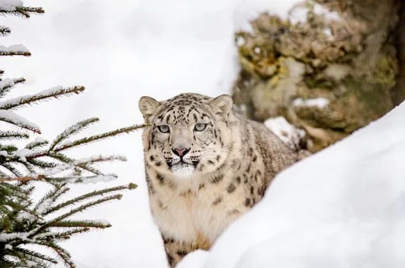 Snow Leopards 