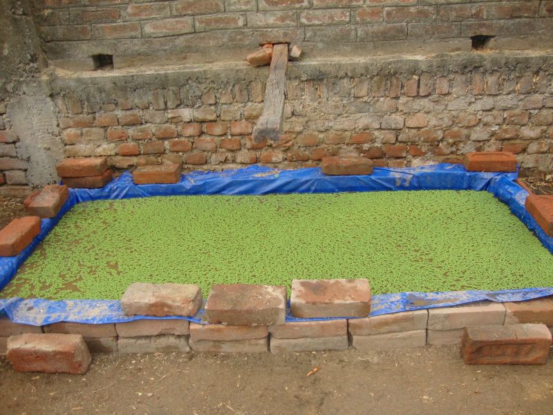 azolla