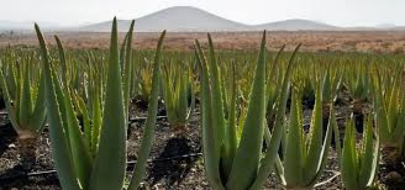 Aloevera