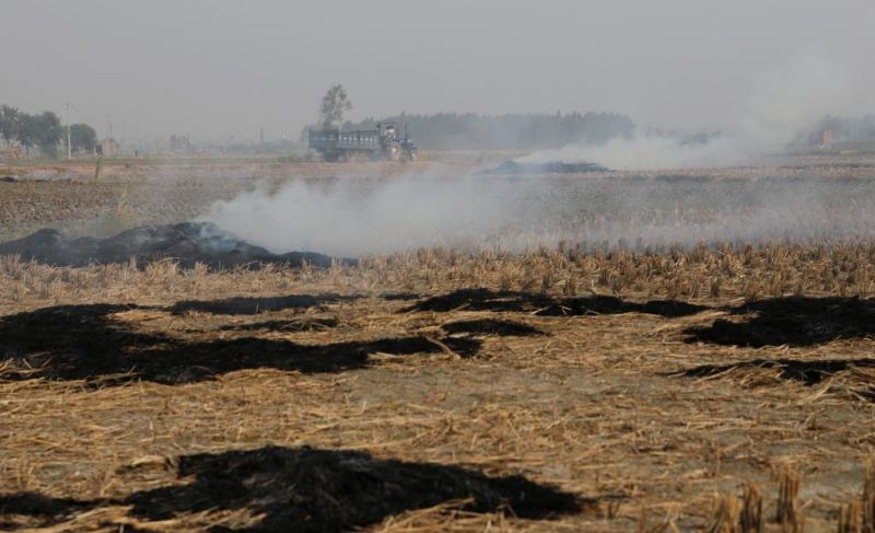 paddy crop burn