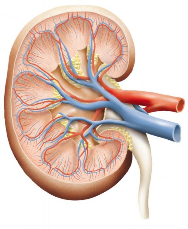 KIDNEY 