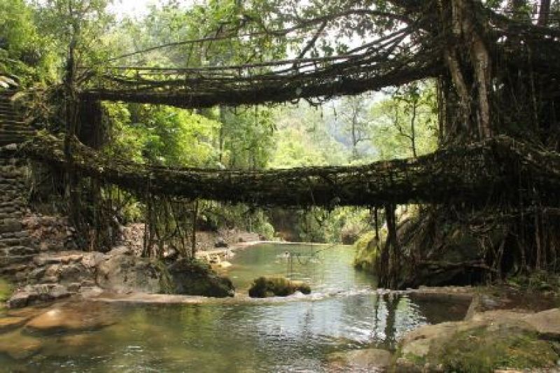 Living root bridges