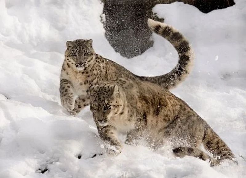 Snow Leopards 