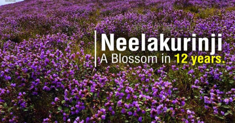 Neelakurinji Flower 