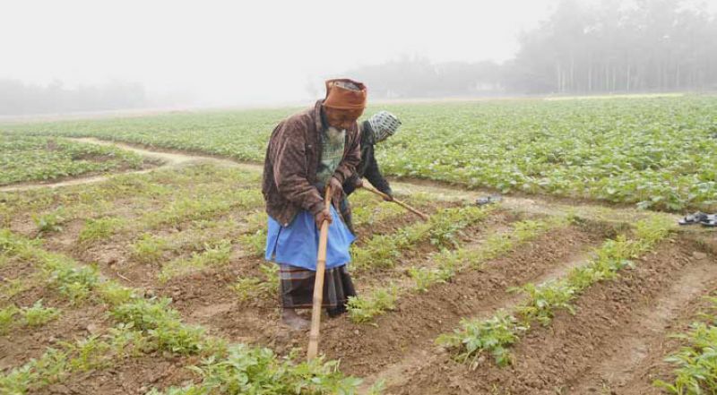 Damage to the fog crop