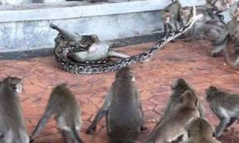 Wild python strangles monkey as troop tries to help