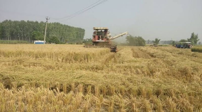 Straw Straw
