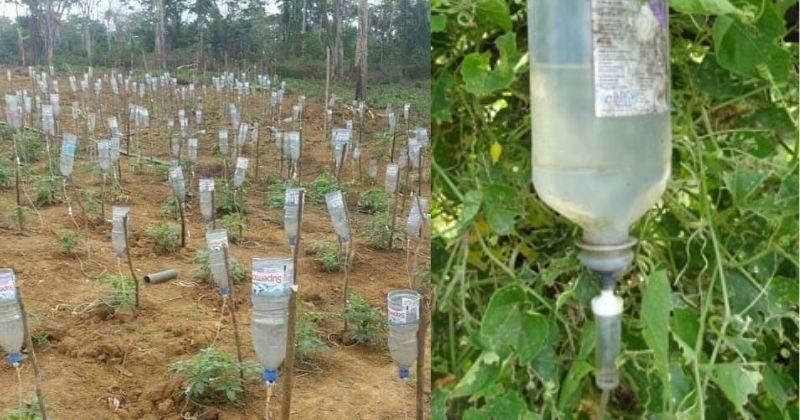 Farmer Build Drip Irrigation System Using Waste Glucose Bottles