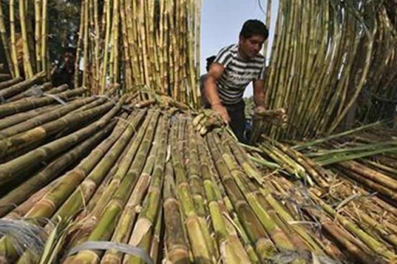 sugarcane