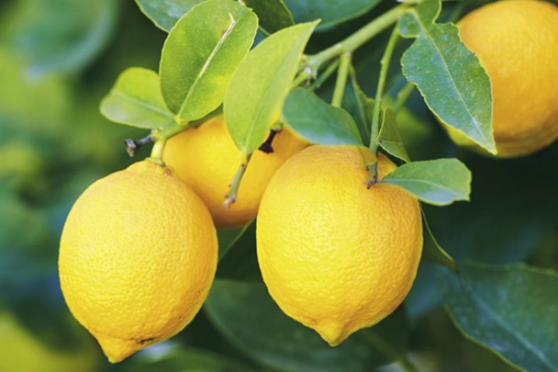unique lemon auctioned in 27000 rupees