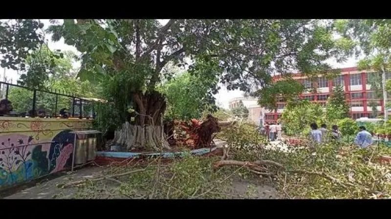 Carmel Convent Heritage Tree accident