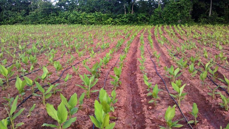 Turmeric Farming
