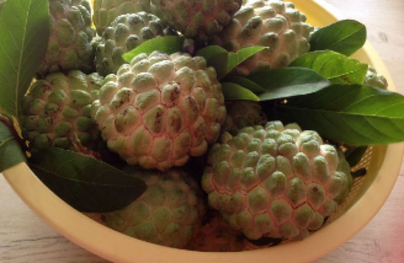 Custard apple  Custard apple