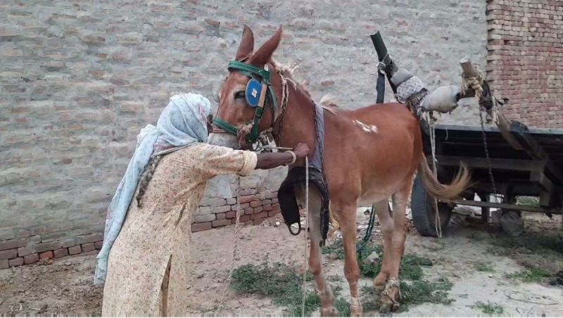 Elderly Bibi is selling pot