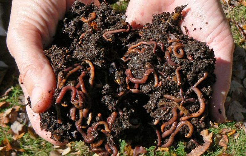 Earth worms fertilizer