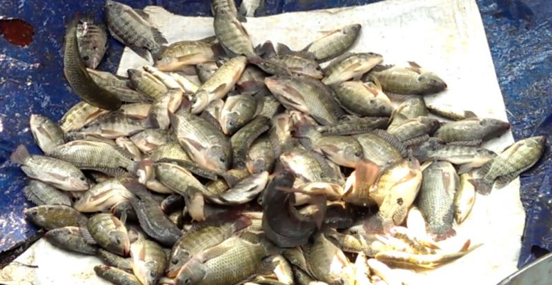 fish farming