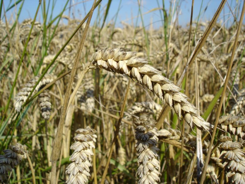 Wheat Crop