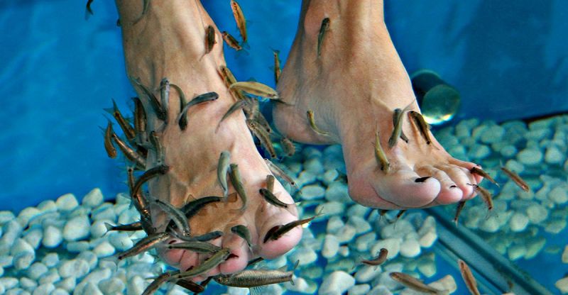 Fish Pedicure Fish Pedicure
