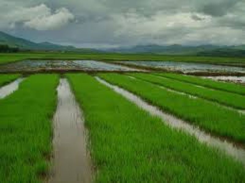 paddy farming 