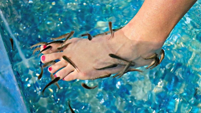 Fish Pedicure Fish Pedicure