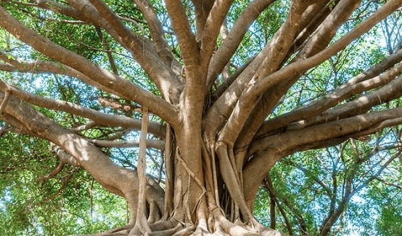 Heritage Tree Heritage Tree