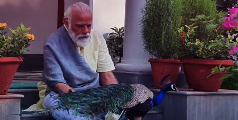PM Modi Shares Video Of His Bond With Peacocks At His Residence PM Modi Shares Video Of His Bond With Peacocks At His Residence