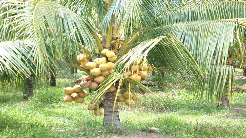 Coconut Farming Coconut Farming